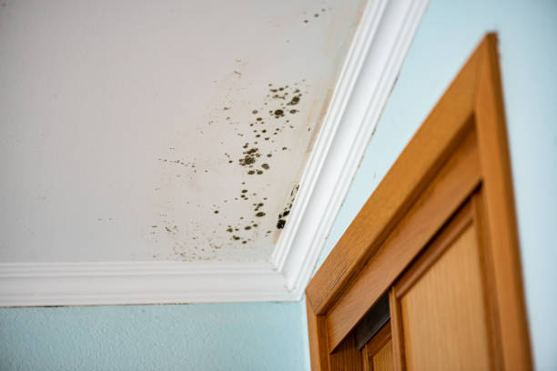 Best Affordable Mold Removal  in Hudson, CO
