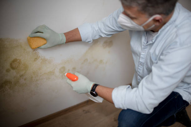 Best Crawl Space Mold Removal  in Hudson, CO