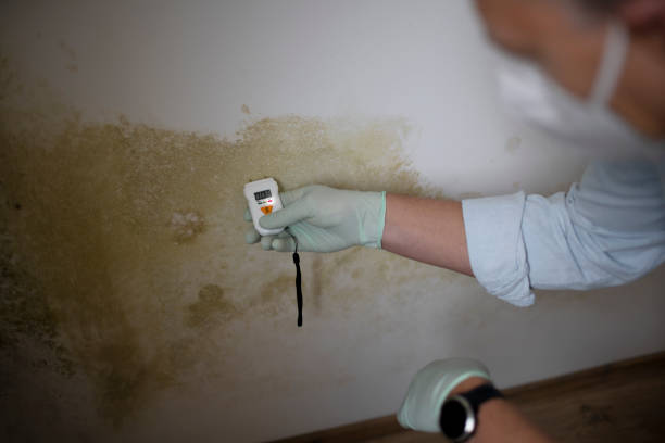 Best Attic Mold Removal  in Hudson, CO