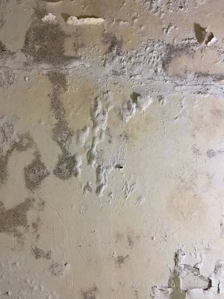 Best Office Mold Removal Services  in Hudson, CO