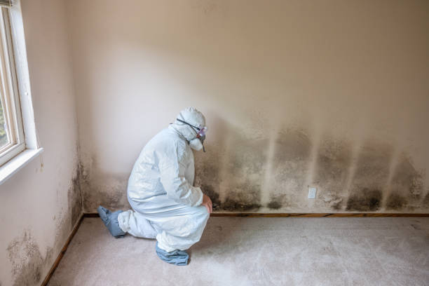 Best Mold Cleaning Services  in Hudson, CO