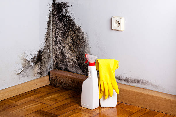 Best Fast Mold Removal  in Hudson, CO