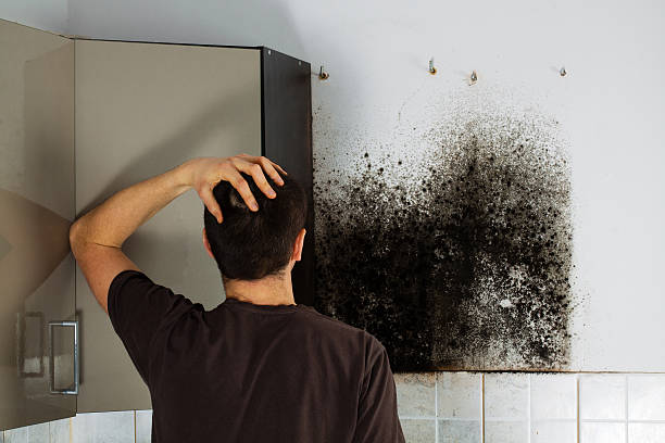 Best Local Mold Removal Service  in Hudson, CO
