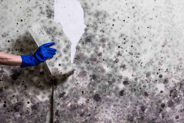 Trusted Hudson, CO Mold Removal Experts