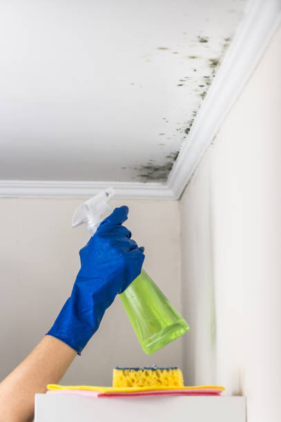Best Mold Damage Repair  in Hudson, CO